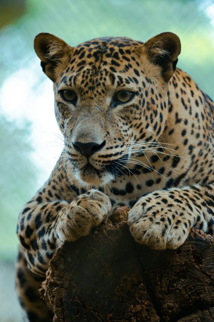 Yala Leopard
